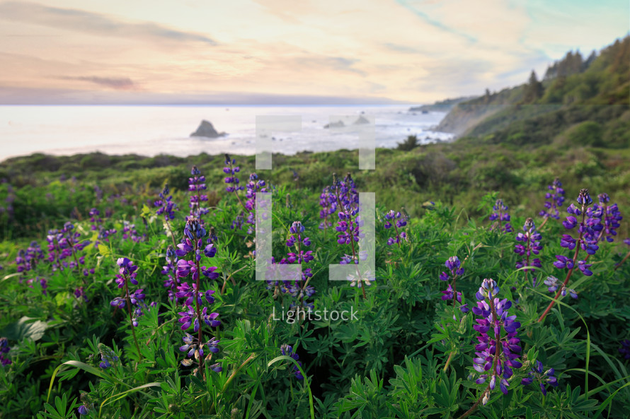 purple wildflowers on a shore and ocean view 