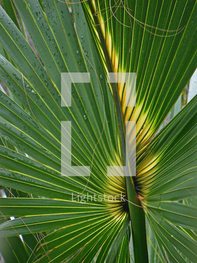wet palm fronds 