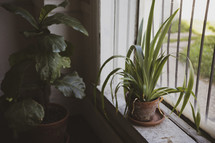 potted plants in a window sill 