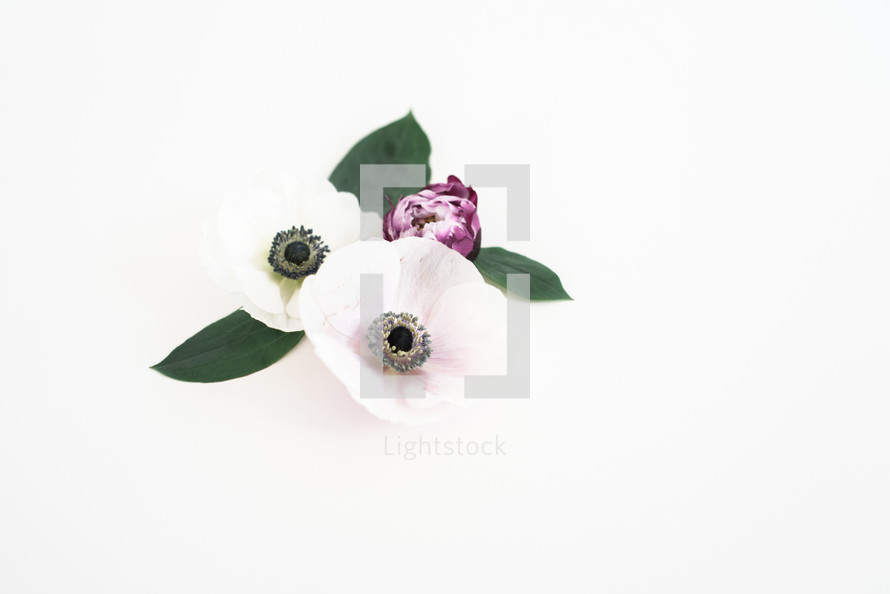 white and purple flowers on white background 