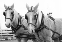 horse drawn carriage in Richmond, VA