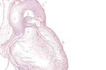 antitomical heart