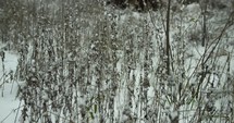 Slow motion snowflakes, snow falls on grass on farmland in cinematic slow motion.