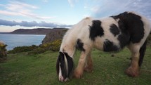 A Wild Horse Grazing On A Grassy Hill Overlooking A Beautiful Ocean Scene