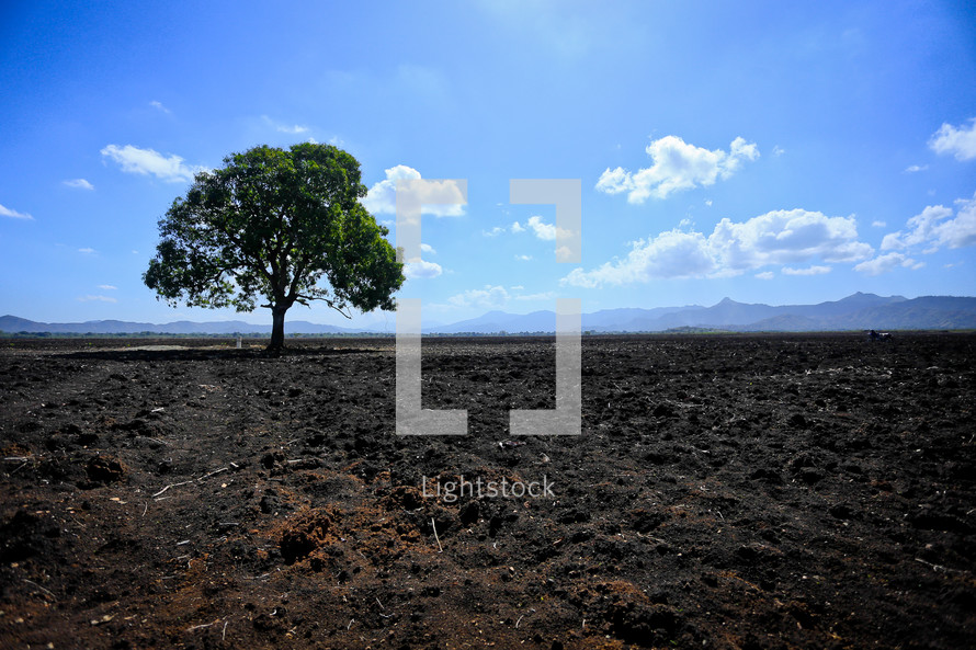 Solitary tree in a dirt field.