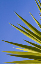 bright green yucca leaves 