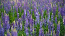 A Field Of Lupines