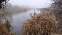 Plants by the foggy lake