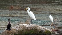 Great White Egret Close Up on Rock