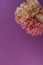 pink peonies on a purple background 