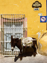 donkey at a street corner 