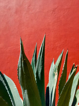 agave plant against a red wall 