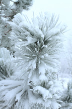 Snow-covered pine tree.