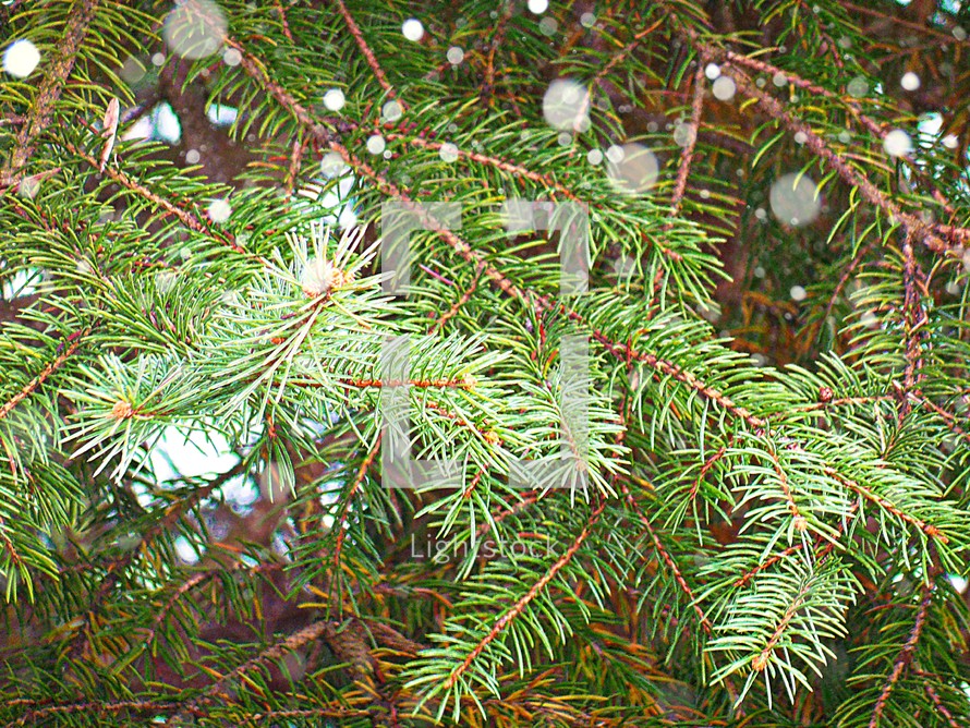 pine needles and snowflakes 