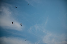 birds flying in the sky 