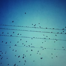 Birds sitting on power wires