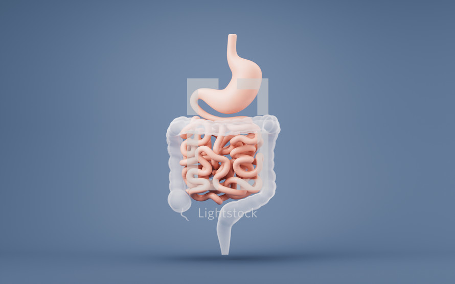 Stomach and intestinal tract, 3d rendering.