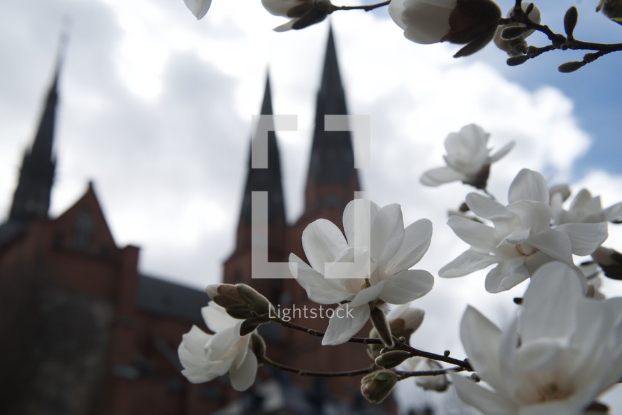 view of a Cathedral and white spring blossoms 