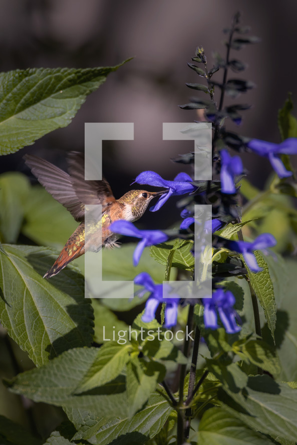 hummingbird drinks nectar from flowers. Estes Park, Colorado