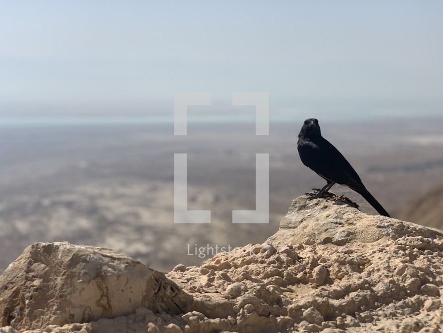 black bird on the edge of a cliff 