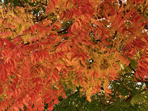 orange fall leaves 