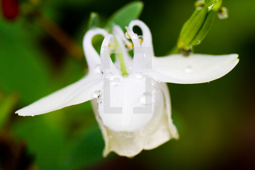 wet white flowers 