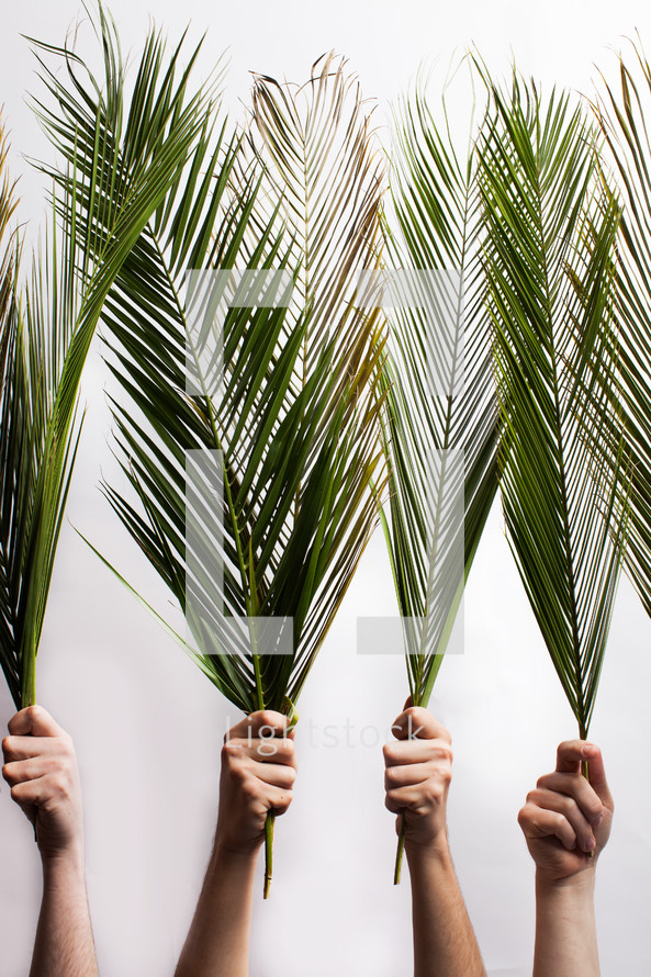 hands holding up Palm fronds on a white background 