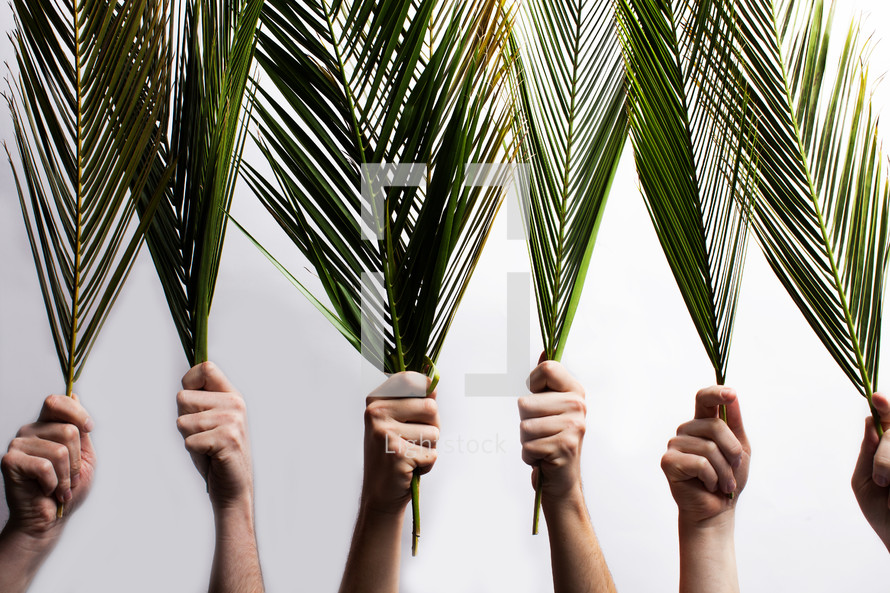 hands holding up Palm fronds against a white background 