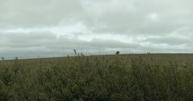 Grass prairie field in Kansas farmland under grey, cloudy sky on summer day. 