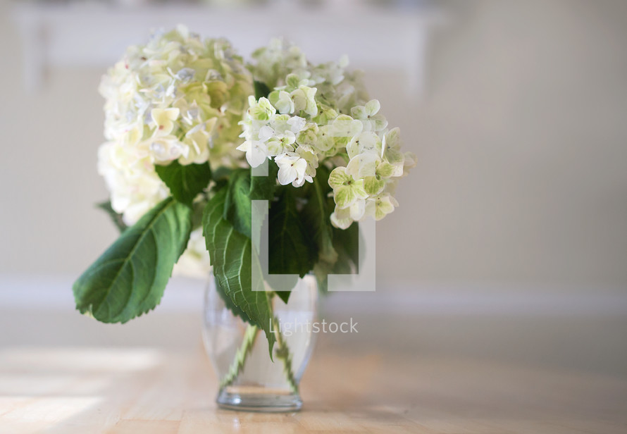 white hydrangeas in a vase 