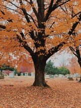 fall leaves on the ground under a tree in a cemetery 