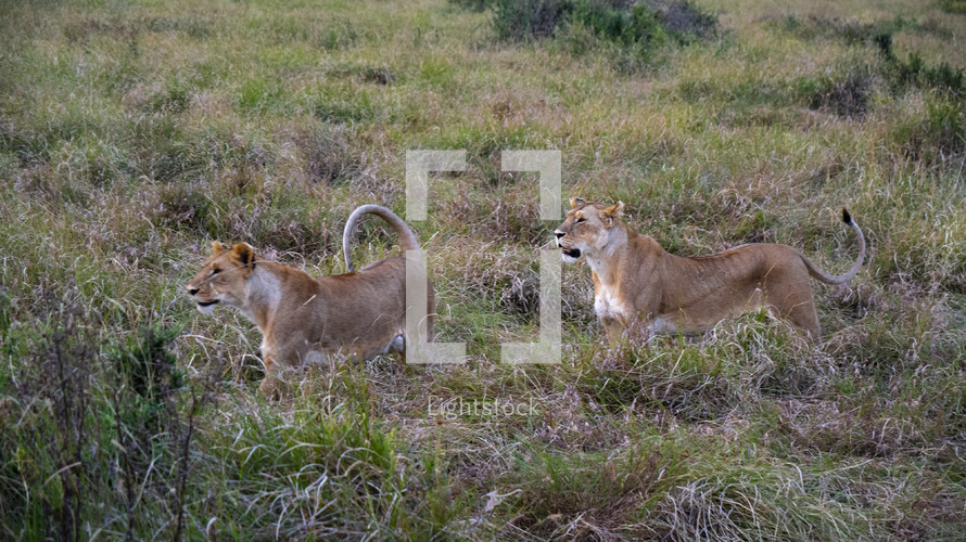 Wild Lions Hunting