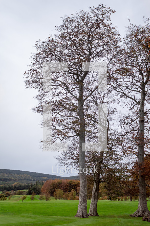 Large Bare Tree on Green Lawn in Winter