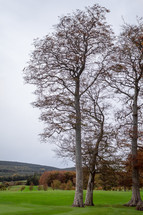 Large Bare Tree on Green Lawn in Winter