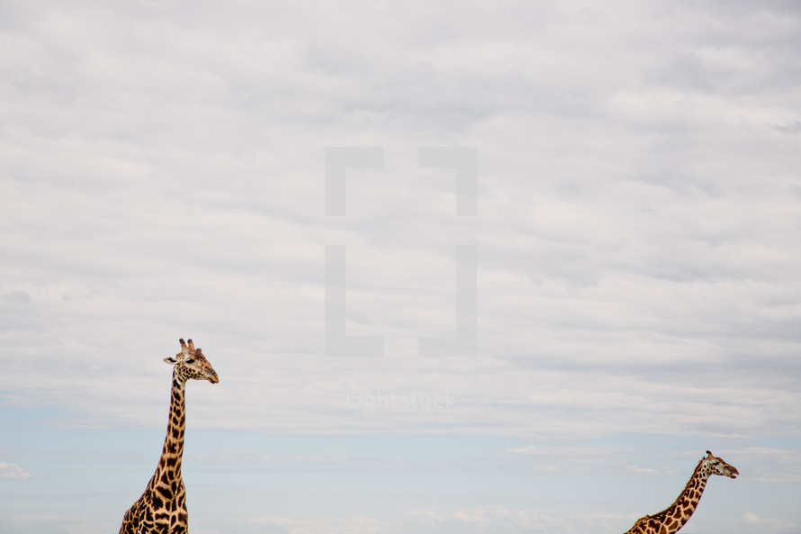 giraffe necks and heads 