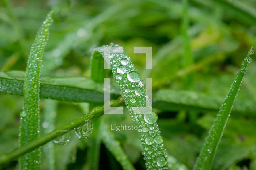 Raindrops on Green Grass in a Meadow