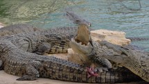 Crocodiles at the zoo reptiles swimming