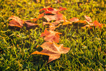 Autumn leaves on the grass.