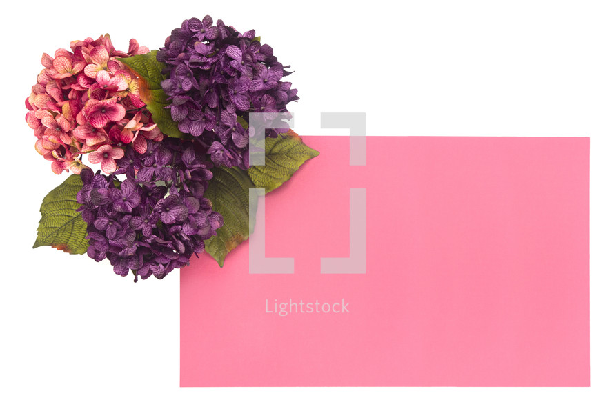 hydrangeas and pink paper 