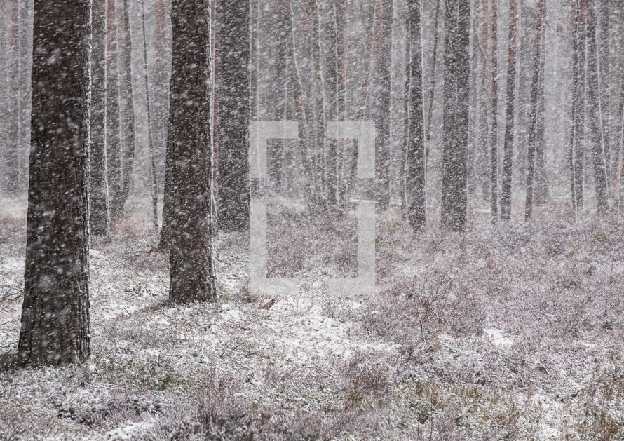 falling snow in a forest 