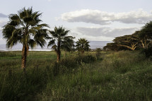 palm trees near water in Ethiopia 