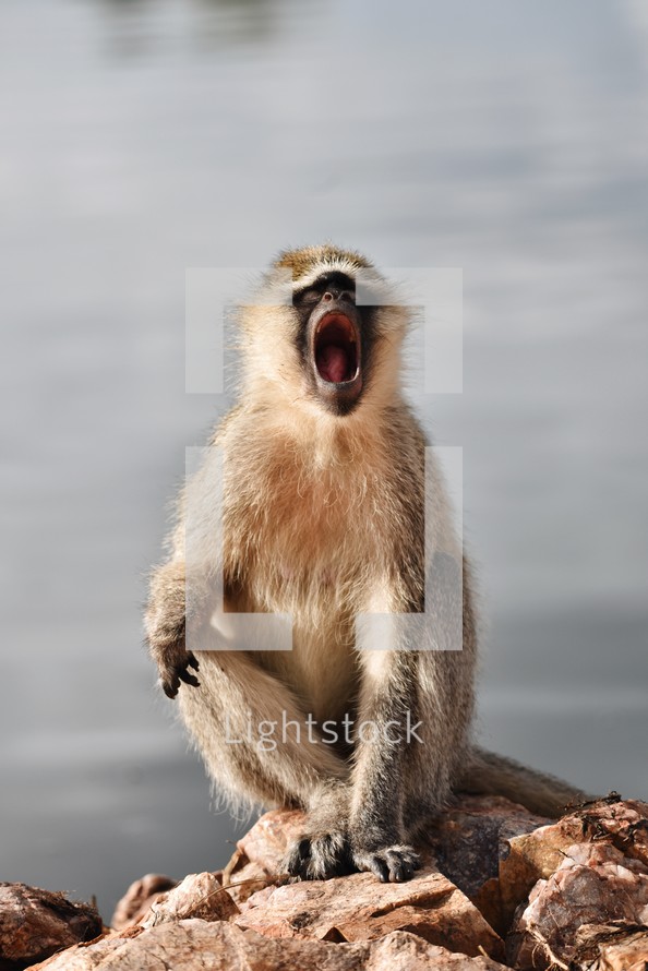 yawning monkey 