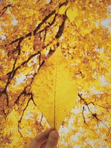 golden fall foliage 