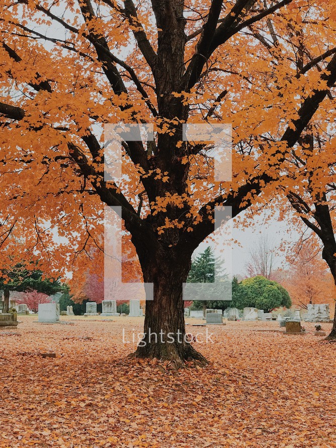 fall leaves on the ground under a tree in a cemetery 