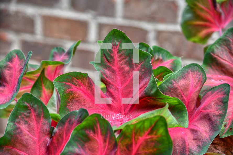 red and green caladium leaves and red brick wall 