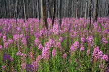 fireweed wild flowers in a burnt forest