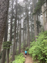 hike in through a forest in the Pacific Northwest 