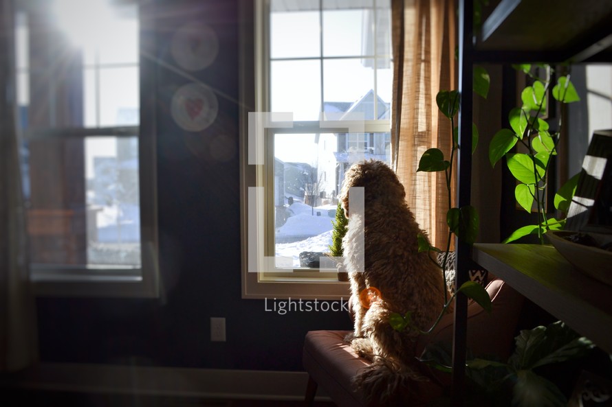 dog watching out of a window 
