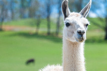 Closeup of a llama