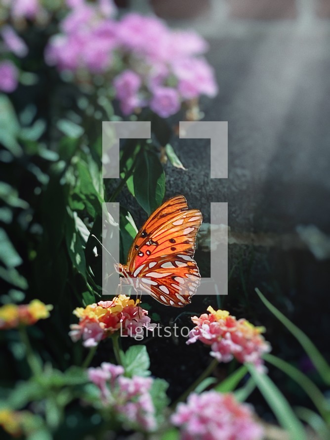 butterfly on a lantana flower 